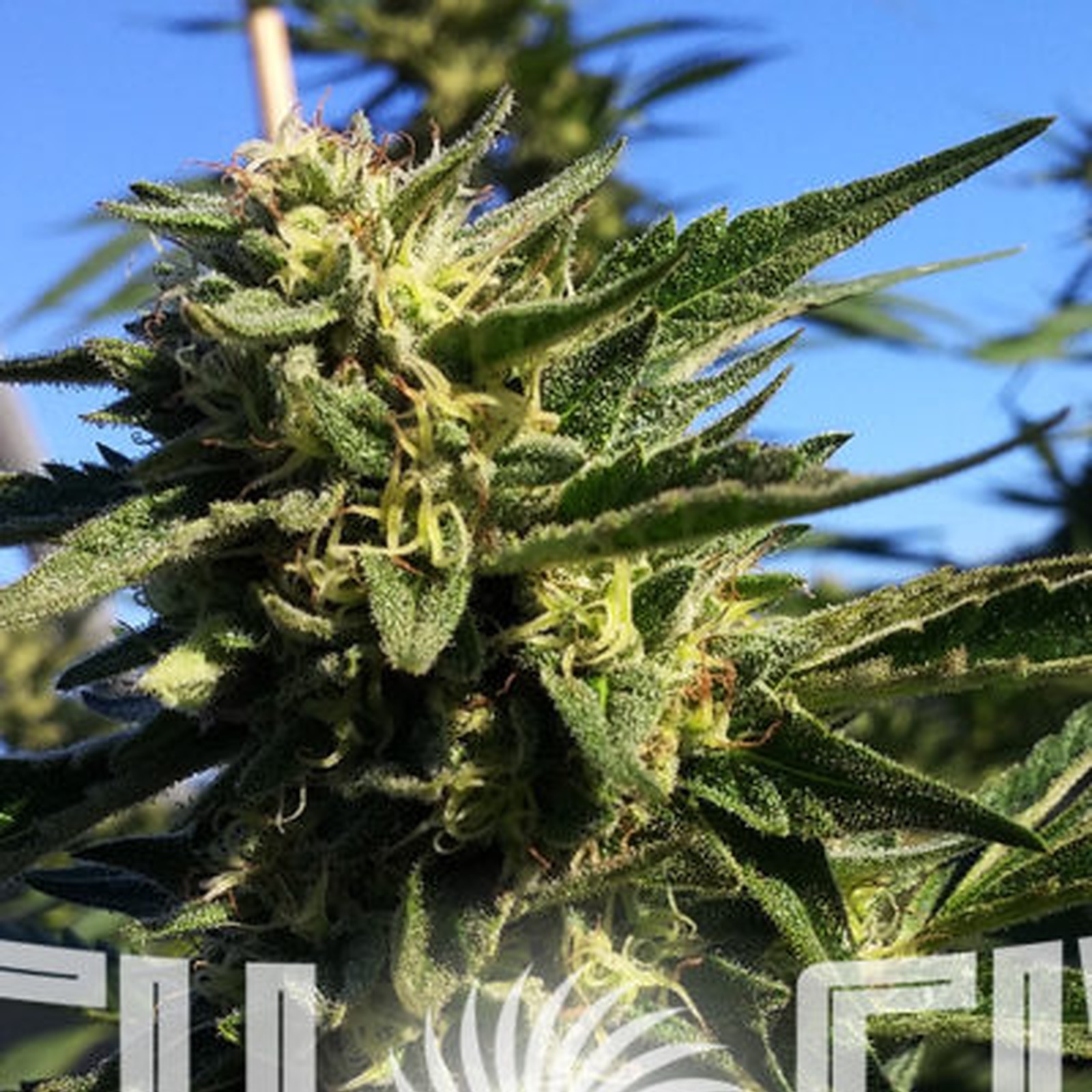 High Five Farms Cookies and Cream Leafly